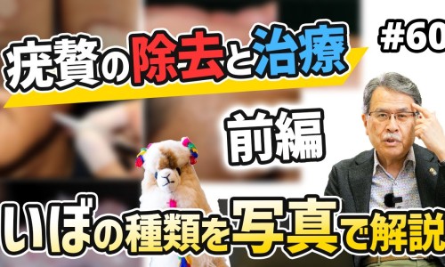 康王鸟的功效与作用-康王鸟主治网康王鸟药膏的说明书知识网站,分享康王鸟主治什么大全